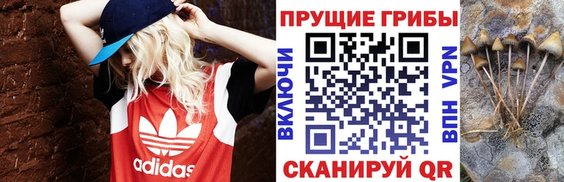 закладка  Арамиль  Галлюциногенные грибы GOLDEN TEACHER 